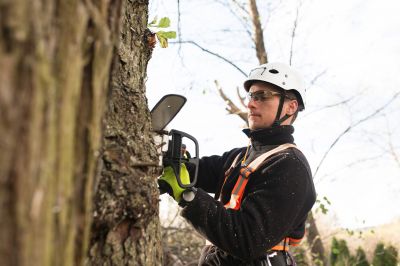 Professional Arborist Climbing