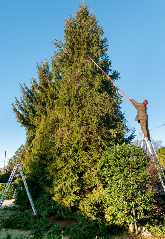 Winter Tree Preparation