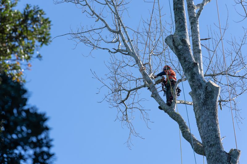 Specialized Tree Care Teams